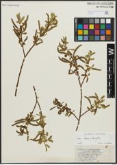 Foto von Salix alba L. x Salix fragilis L.